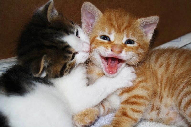 Crazy Kitten Pics Crazy Cats