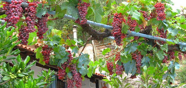 tampouloukia.blogspot.com ποδια, αιμορροιδες, πρησμενα, φλαβονοειδη