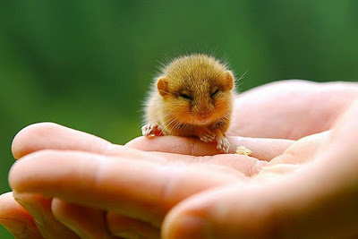 Tiny+Cute+Animal.jpg