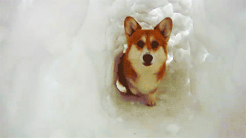 9 These GIFs of dogs playing in the snow will make you like snow again