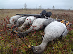 Охота на гуся в Карелии. Осень 2012 год.