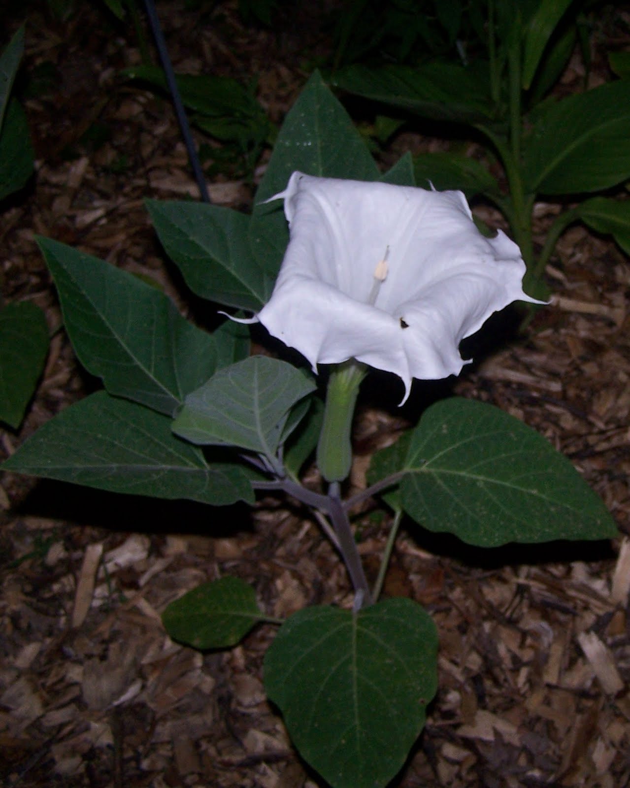 Ghetto Gardens Moon Plant Blooms 2011