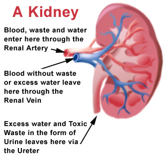 kidney health medical diseases seas seven courtesy