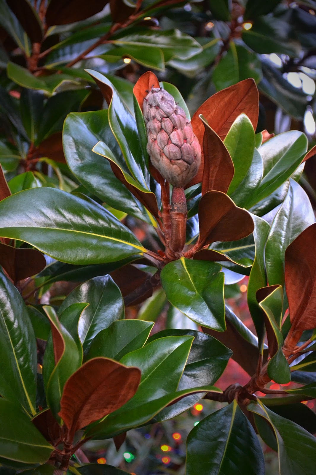 Flora Wonder Blog Viburnum When You Can Mulch Them
