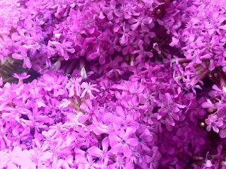 Silene at Stein Your Florist Co.