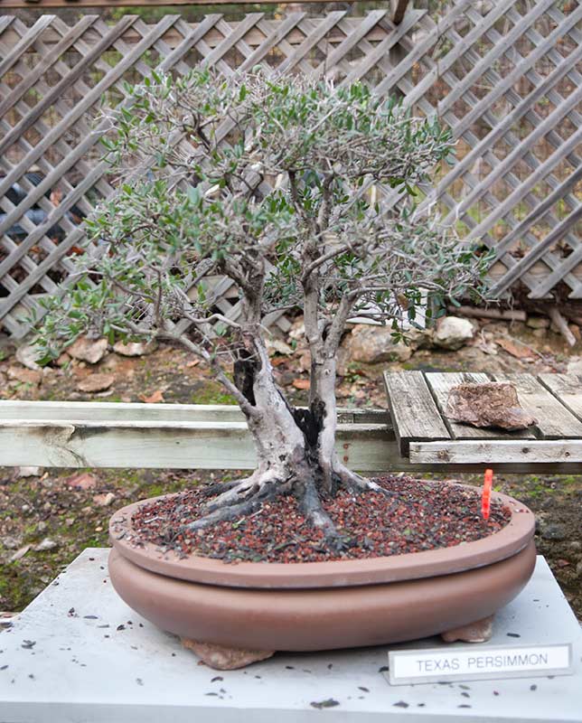 Walter's Travelogues Central Texas Bonsai Exhibit
