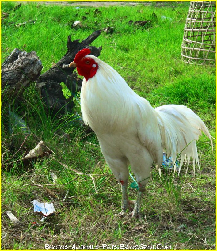 Dangerous of Wild Animals Rooster image
