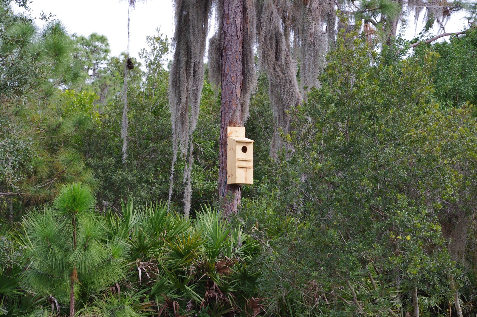 Isotria Blog Pileated Woodpecker's New House