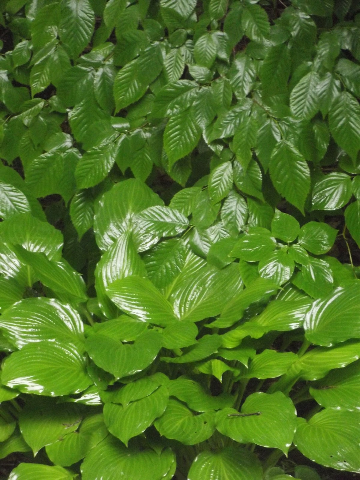 In The Garden Wet Leaves
