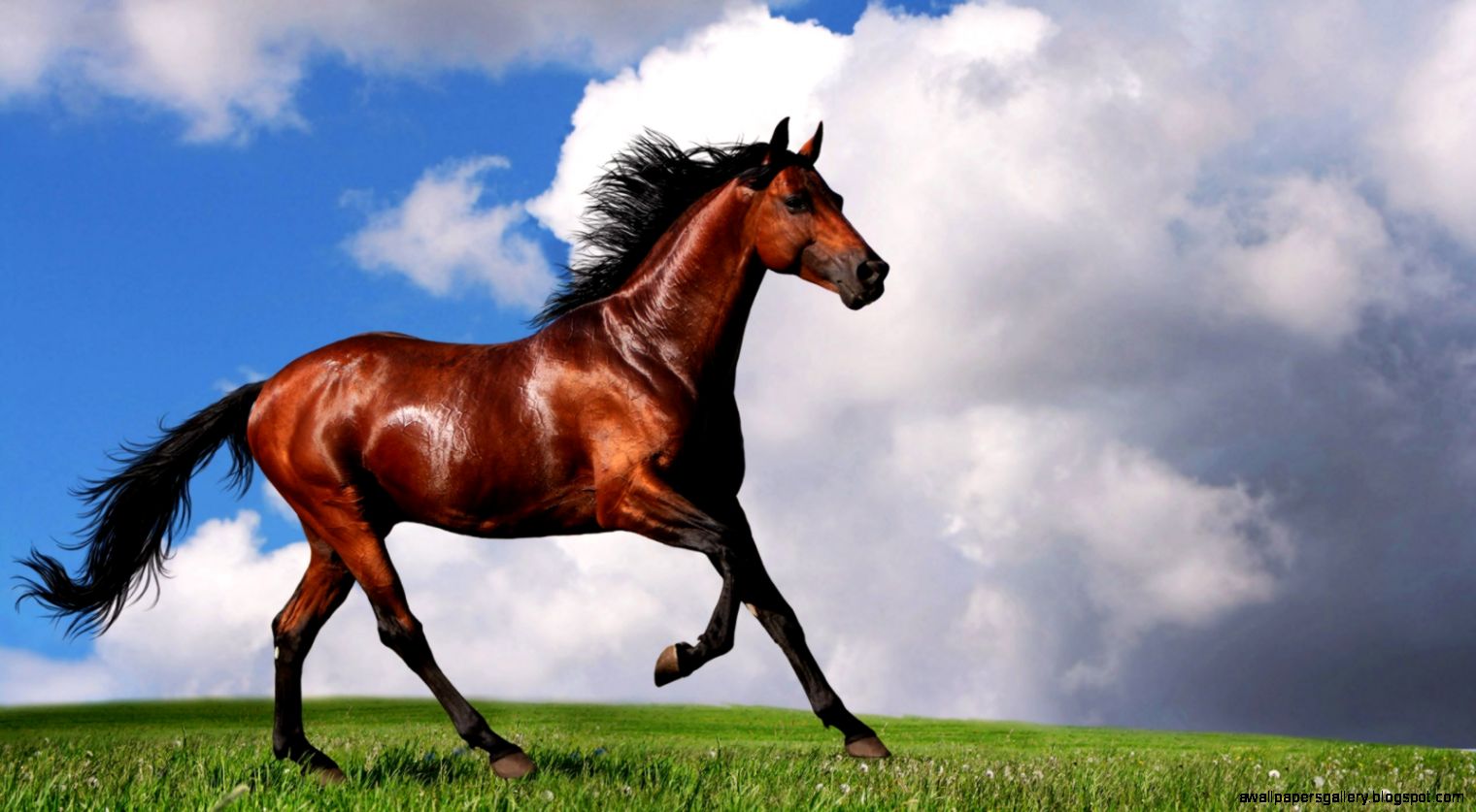 Arabian Horse Desktop Wallpapers New WallpapersNew Wallpapers Arabian Horse Desktop Wallpapers New WallpapersNew Wallpapers