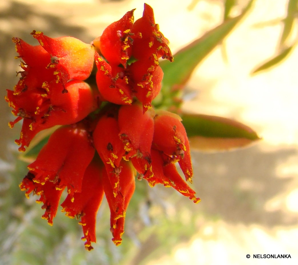 DiscoverSriLanka SRI LANKA FLOWERS [ CACTUS ]