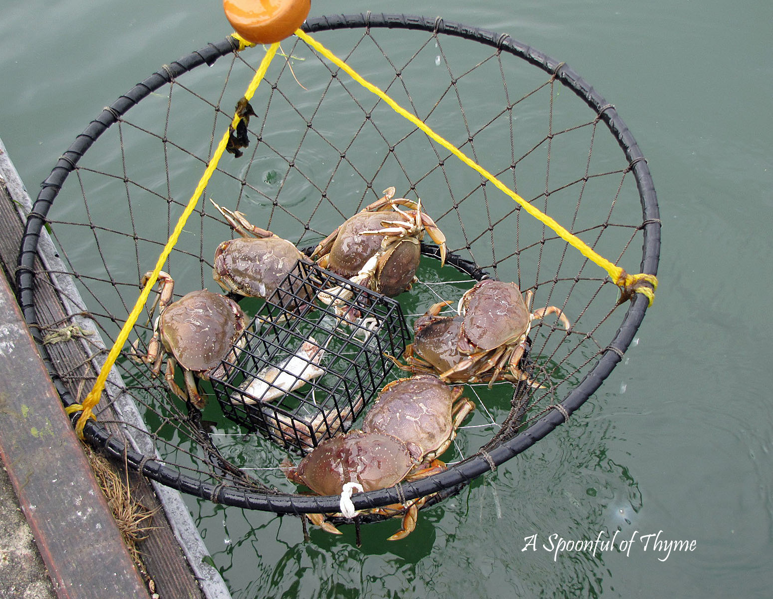 自己动手钓的螃蟹，50元一斤，打开蟹壳的一刻直接被惊喜到了_哔哩哔哩_bilibili