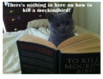 Image result for fun tgif pictures