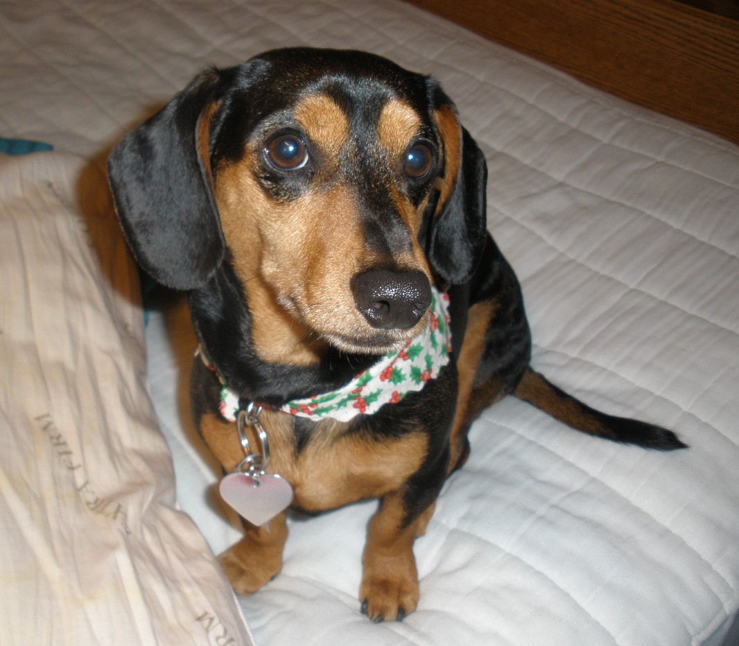 service dachshund