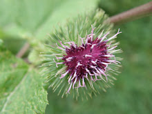 SORTIE NATURE LE 30 JUILLET 2011