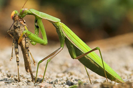 praying-mantis-eating-grass-hopper.jpg