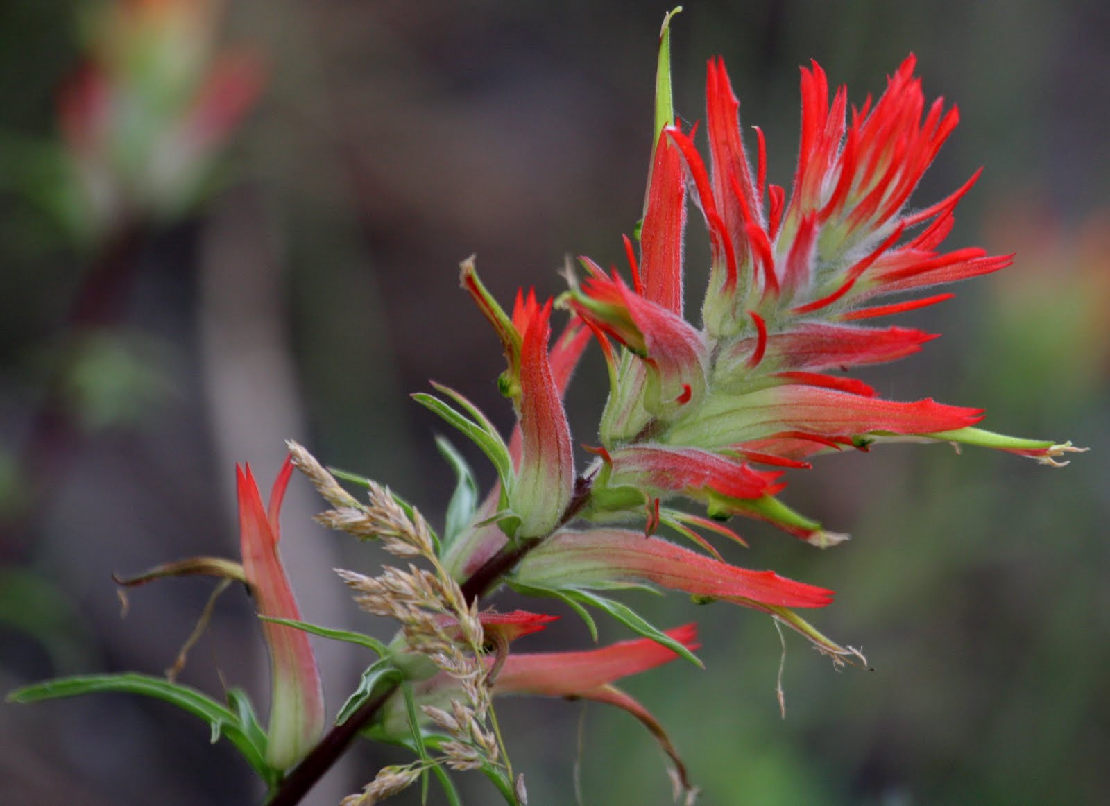 indian paintbrush plant indian paintbrush plant