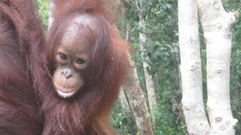 orangutan