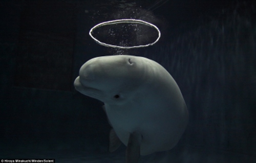 日本愛吹泡泡 天使白鯨 扭動身軀跳芭蕾