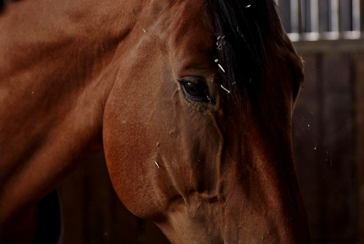 The Crown has been in Equestrianism for over 50 years Rolex is a The Crown has been in Equestrianism for over 50 years Rolex is a