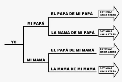 linea genealogica linea genealogica