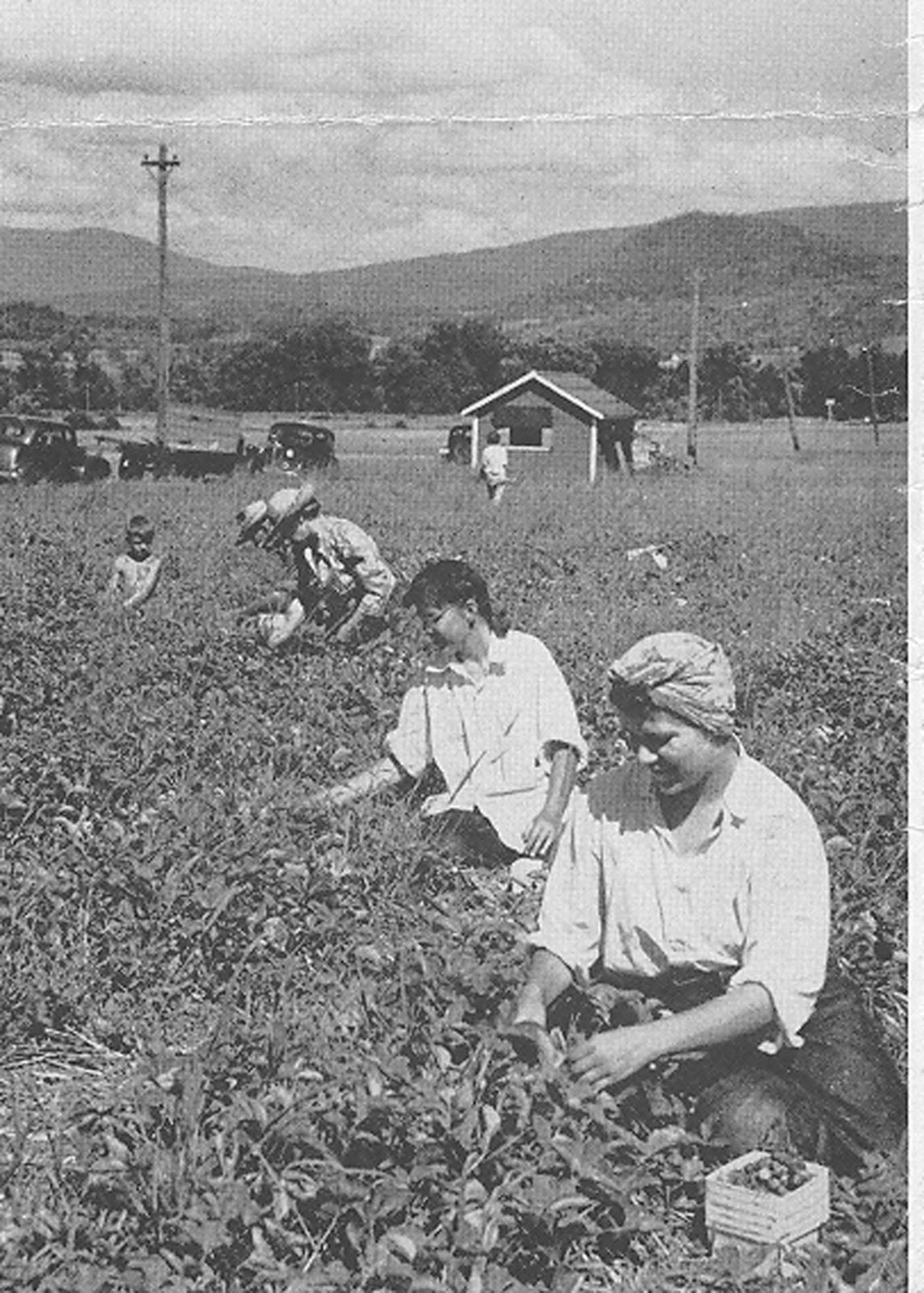 In Times Past Bradford's Strawberry Festival History