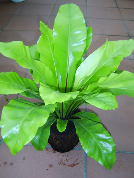 PlantWerkz Bird�s Nest Fern Asplenium Nidus
