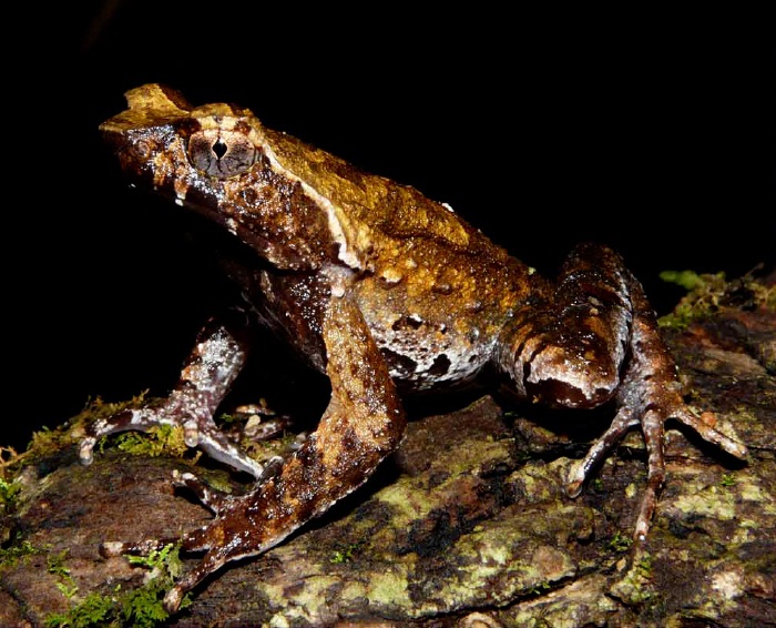 Species New to Science [Herpetology • 2011] Xenophrys (Megophrys