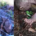 VIDEO: Makhluk Pelik Ditemui Di Ladang Kelapa Sawit