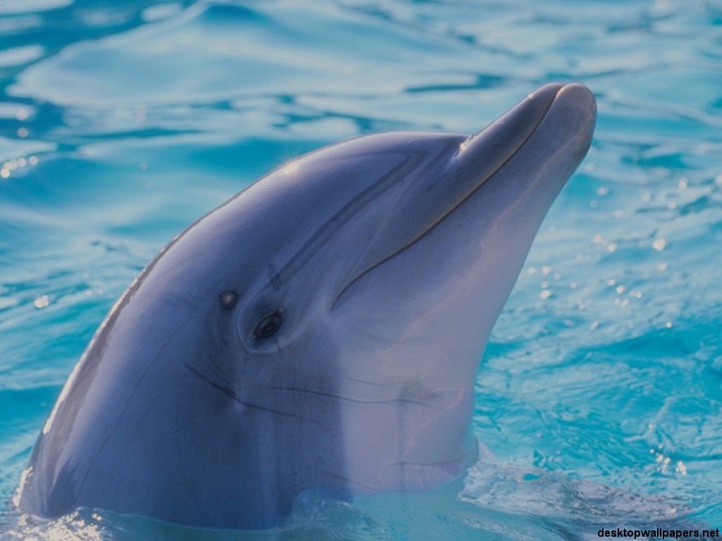 dolphin pictures dolphin pictures