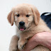 Great Cutest Brown Adorable Dog Impression