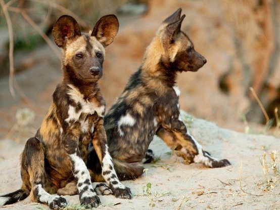 Cute&Cool Pets 4U: African Painted dog Puppies Pictures