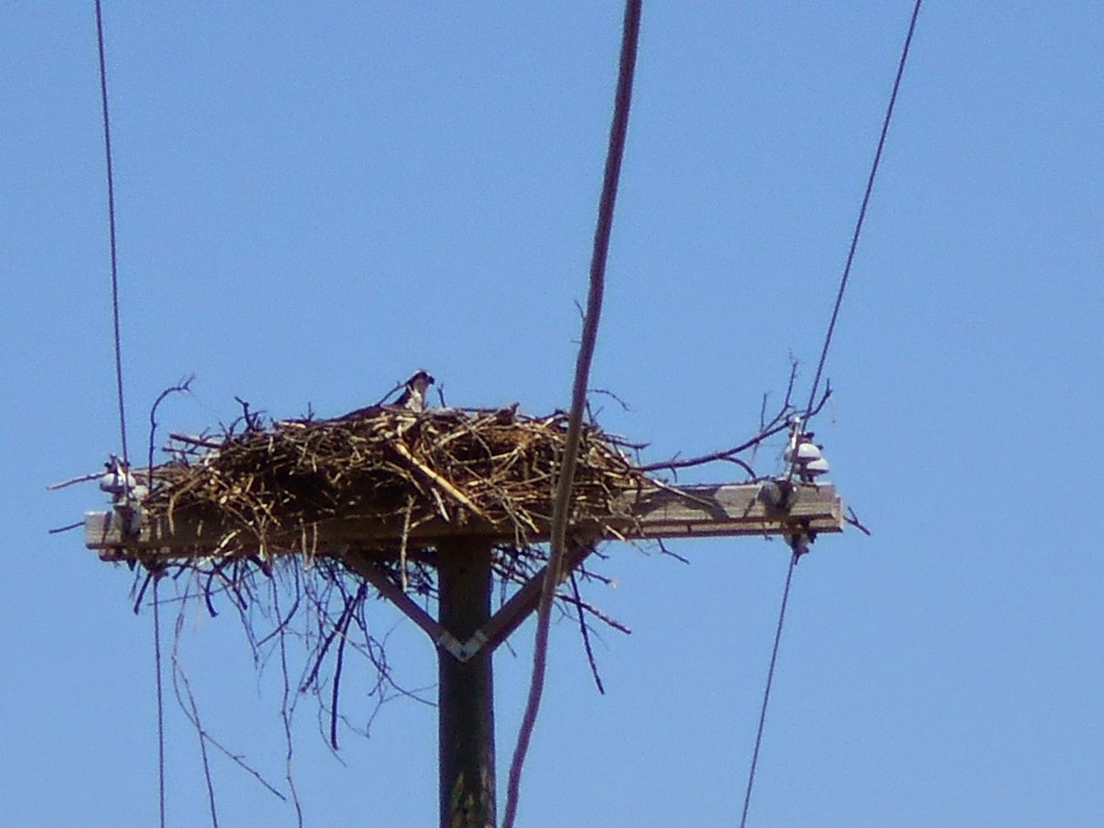 New York State of Mind BIRD'S NEST ON TELEPHONE POLE