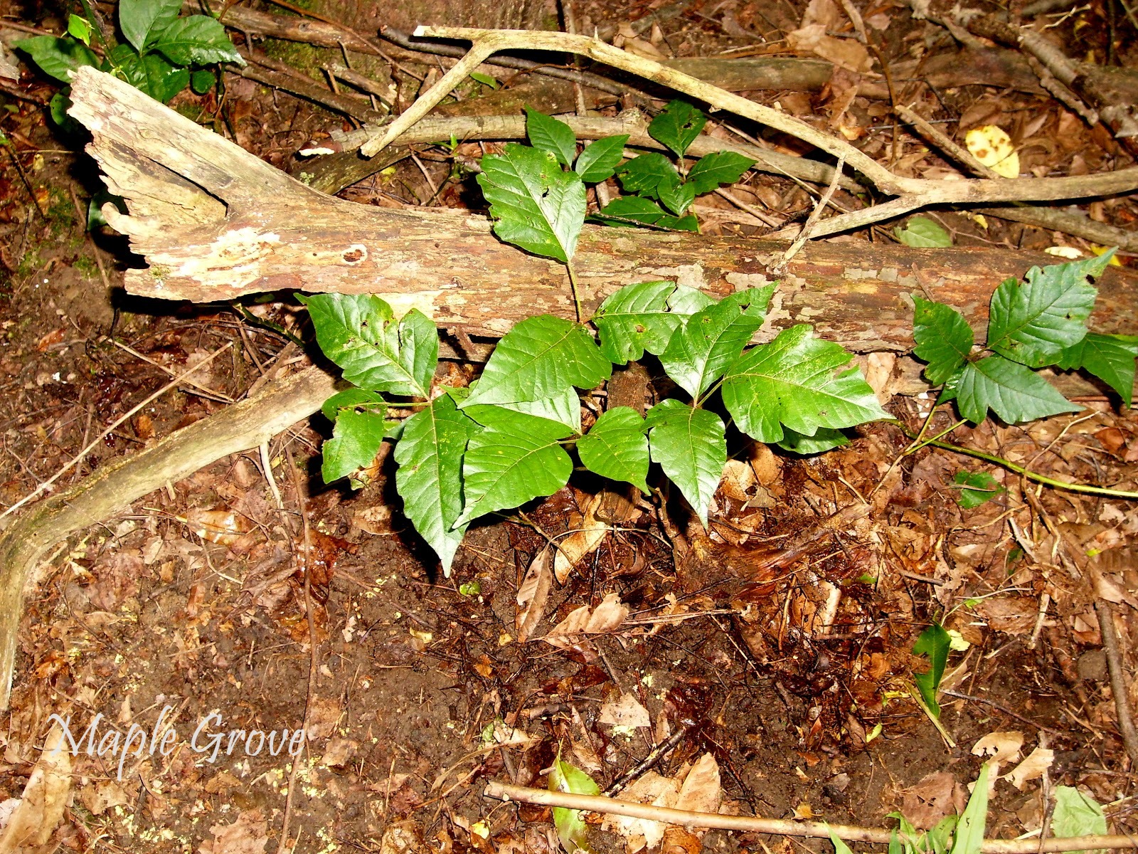 Maple Grove Poison Ivy Comes A�Creepin�