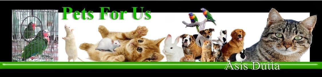 Pets For Us