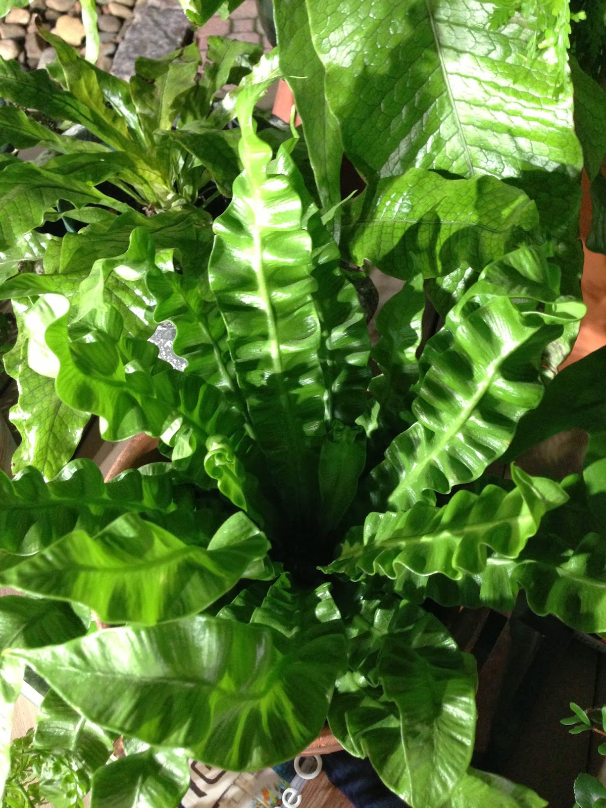 Chris H. Olsen Online Blog Delicate Indoor Ferns that are Easy to Grow