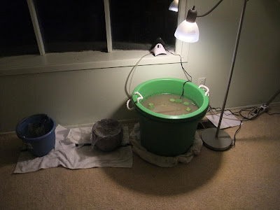 how to grow a lotus, lilly pad, indoors, bucket, light
