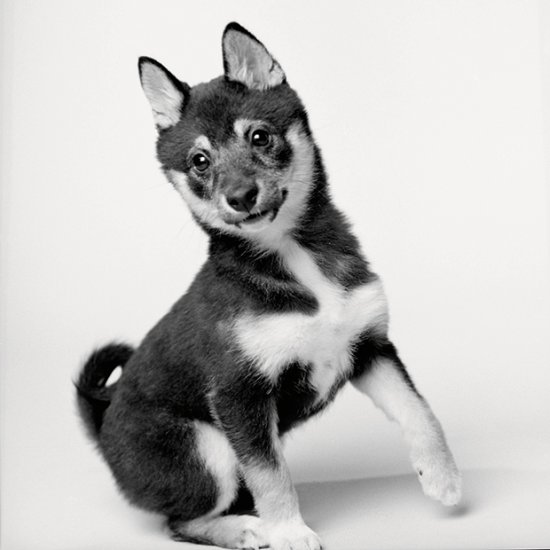Dog Years - A fotografia de cães tiradas com anos de diferença, de Amanda Jones Amanda Jones fotografia cachorros através dos anos dog years cães idades