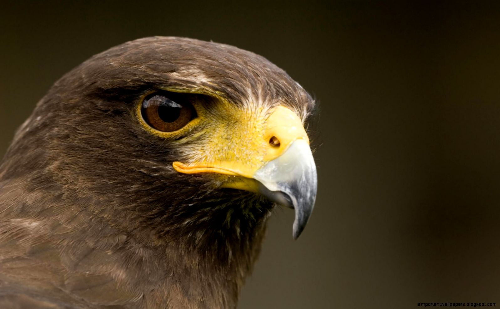 79 Hawk HD Wallpapers Backgrounds Wallpaper Abyss 79 Hawk HD Wallpapers Backgrounds Wallpaper Abyss