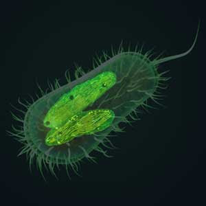 Organism That Provides Food For A Parasite Organism That Provides Food For A Parasite