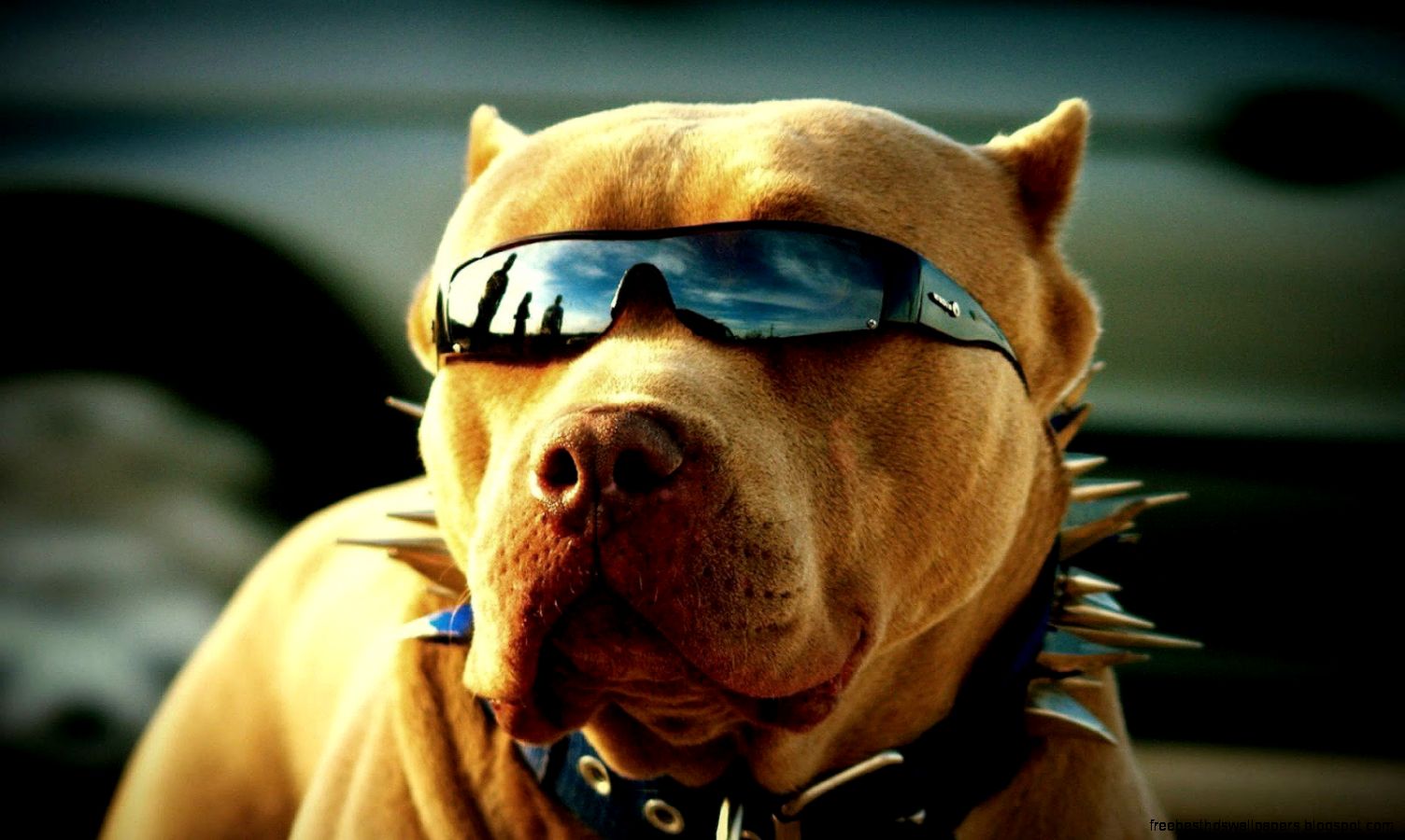 Dog with Sunglasses Dog with Sunglasses