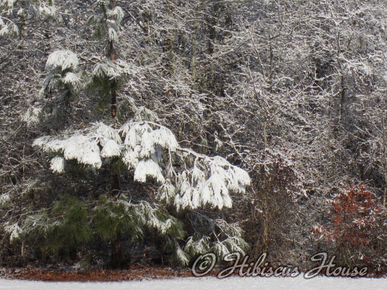 Hibiscus House What Did You Say? Snow in South Carolina!