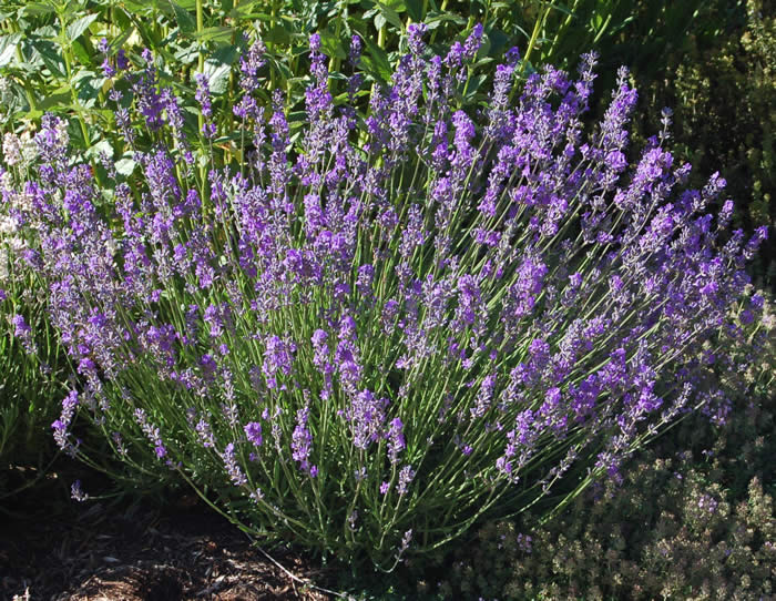 friends of the libraries of foster herbs monarda bee balm parsley rosemary lavender friends of the libraries of foster herbs monarda bee balm parsley rosemary lavender