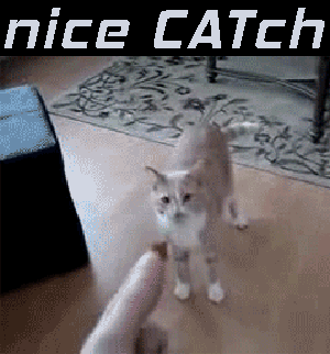 cat gif of catching cat