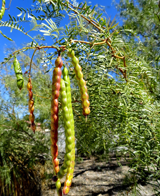 danger garden This weeks favorite, the Mesquite Tree...