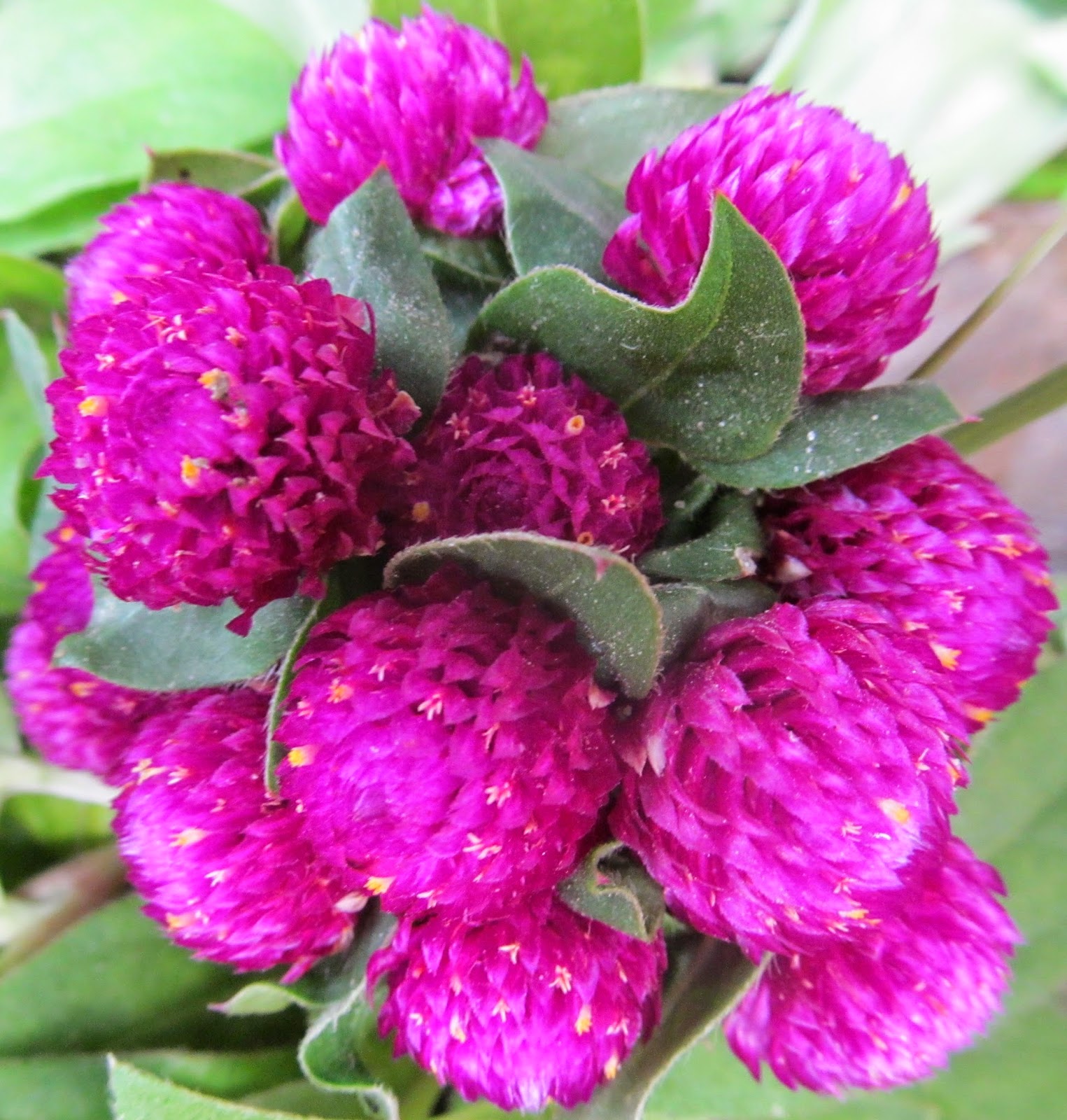 NATURAL & UNIQUE PHOTOGRAPHY GLOBE AMARANTH OR GOMPHRENA GLOBOSA (PURPLE)