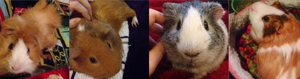 Guinea Pigs' Cavy Club Tips & Pics