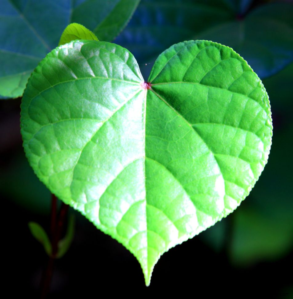 Heart leaf Happy Valentines Alexander Flickr Heart leaf Happy Valentines Alexander Flickr