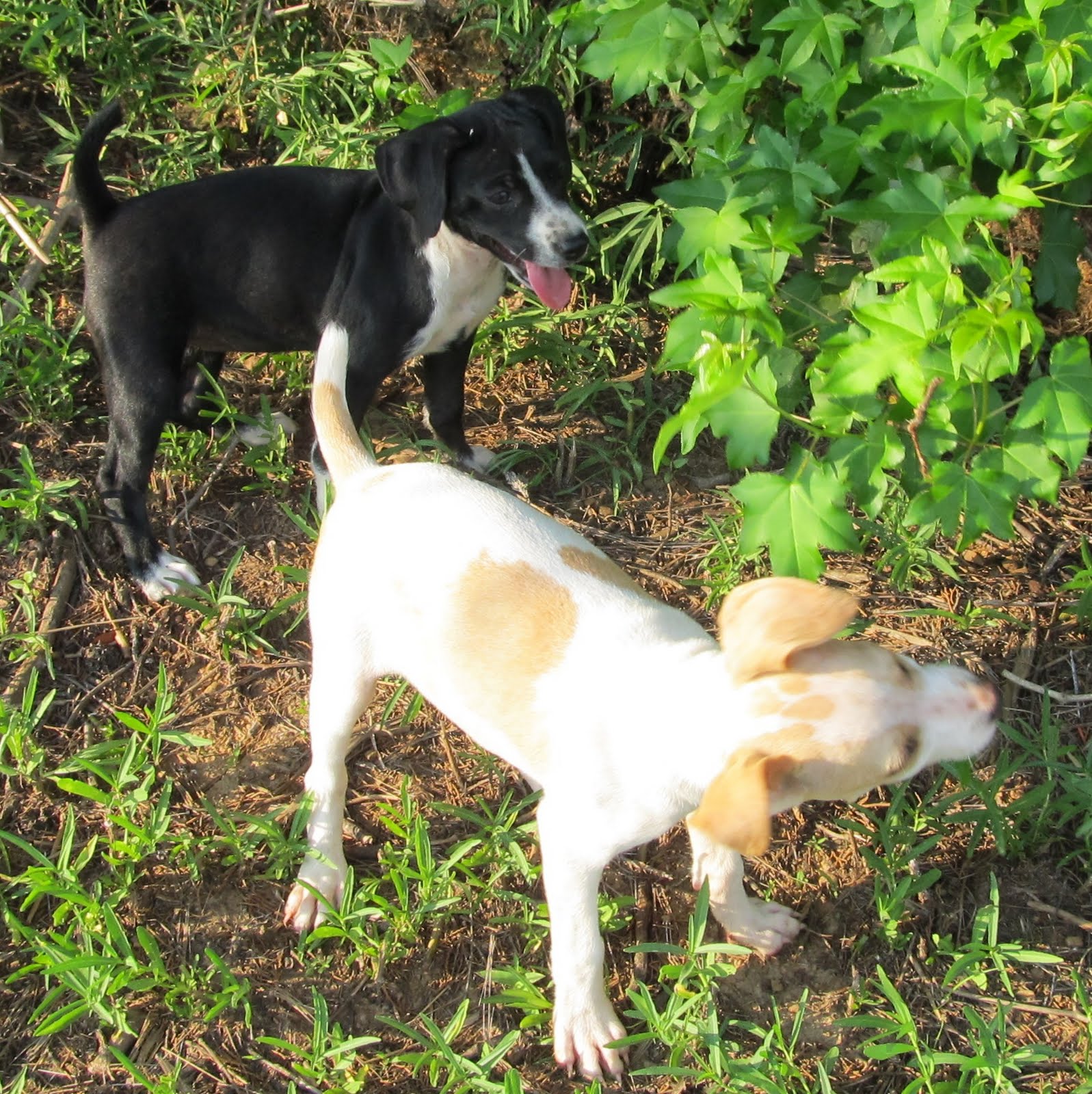 Galla FeistSquirrel Dog Hunting Photo Gallery Nell