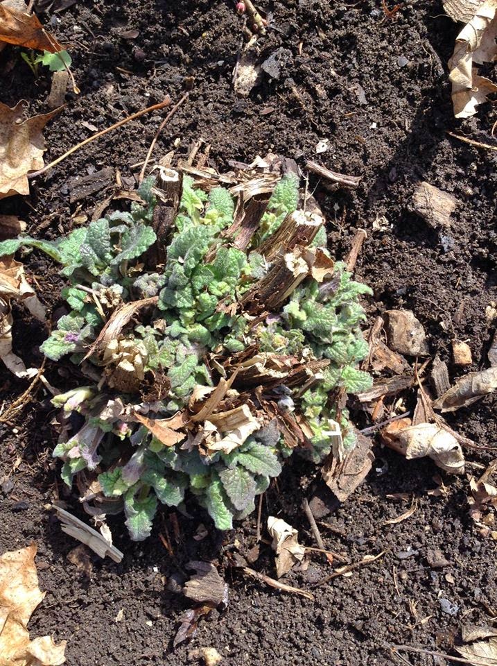 Danger Garden Ceanothus Dark Star Is My Favorite Plant In The
